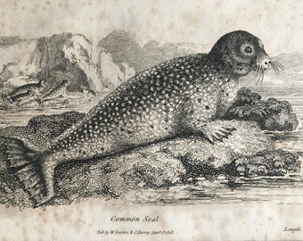 1809 Common Seal Original Antique Engraving - Natural History - Zoology - Available Matted and Framed