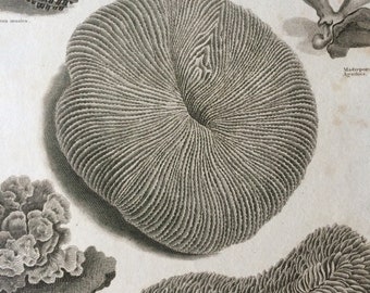 1819 Zoophyte Original Antique Engraving - Available Mounted and Matted - Marine Wildlife - Ocean Decor - Coral - Framed