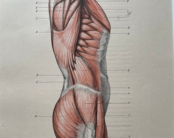 1890 Torso Skeleton Original Antique Anatomical Print - Anatomy - Medical - Science - Mounted and Matted - Available Framed