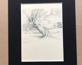 1923 Ashton Park Original Antique Illustration - Bristol - Tree - Deer - Mounted and Matted - Available Framed