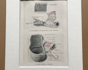 1942 Jejunum and Ileum & Ileo-Caecal Region Original Vintage Anatomical Print - Organ- Anatomy - Medical Decor - Biology - Available Framed