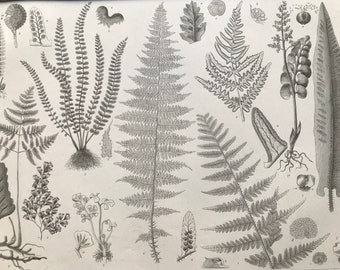 1869 Ferns Large Original Antique Print - Botanical Art - Nature - Botany - Mounted and Matted