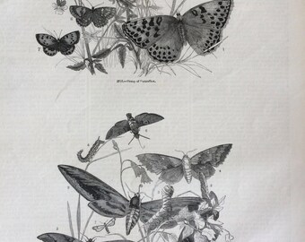 1856 Large Original Antique Engraving - Hawk Moth and Butterfly, Pupae, Caterpillar - Lepidoptera - Entomology - Wall Decor