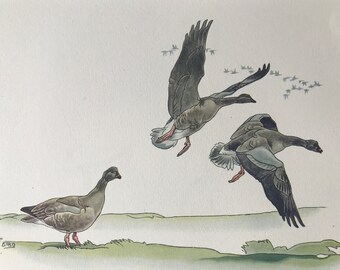 1937 Pink-Footed Geese Original Vintage Print - Bird Art - Ornithology - Mounted and Matted - Available Framed