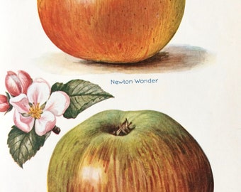 1924 Apple Varieties Original Vintage Fruit Print - Country Kitchen Decor - Culinary Gift - Mounted and Matted - Available Framed