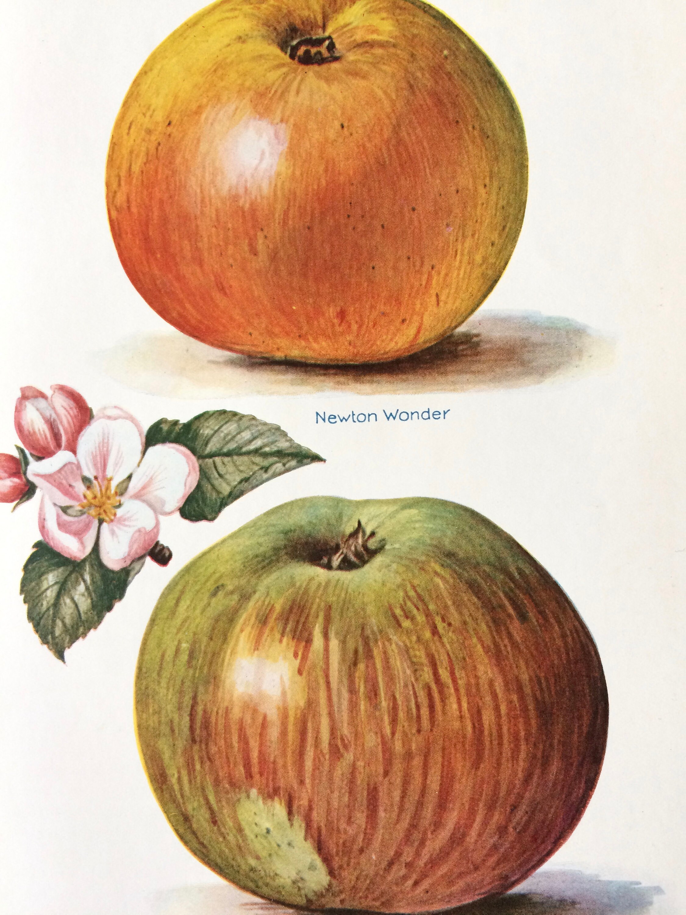 1924 Apple Varieties Original Vintage Fruit Print Country Etsy