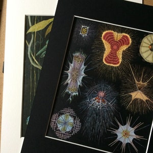 K&ouml;nnte beinhalten: Zwei gerahmte botanische Drucke. Ein Druck zeigt einen dunklen Hintergrund mit Pflanzenillustrationen. Der andere Druck, in einem schwarzen Passepartout, zeigt detaillierte Illustrationen verschiedener mikroskopischer Organismen vor schwarzem Hintergrund.