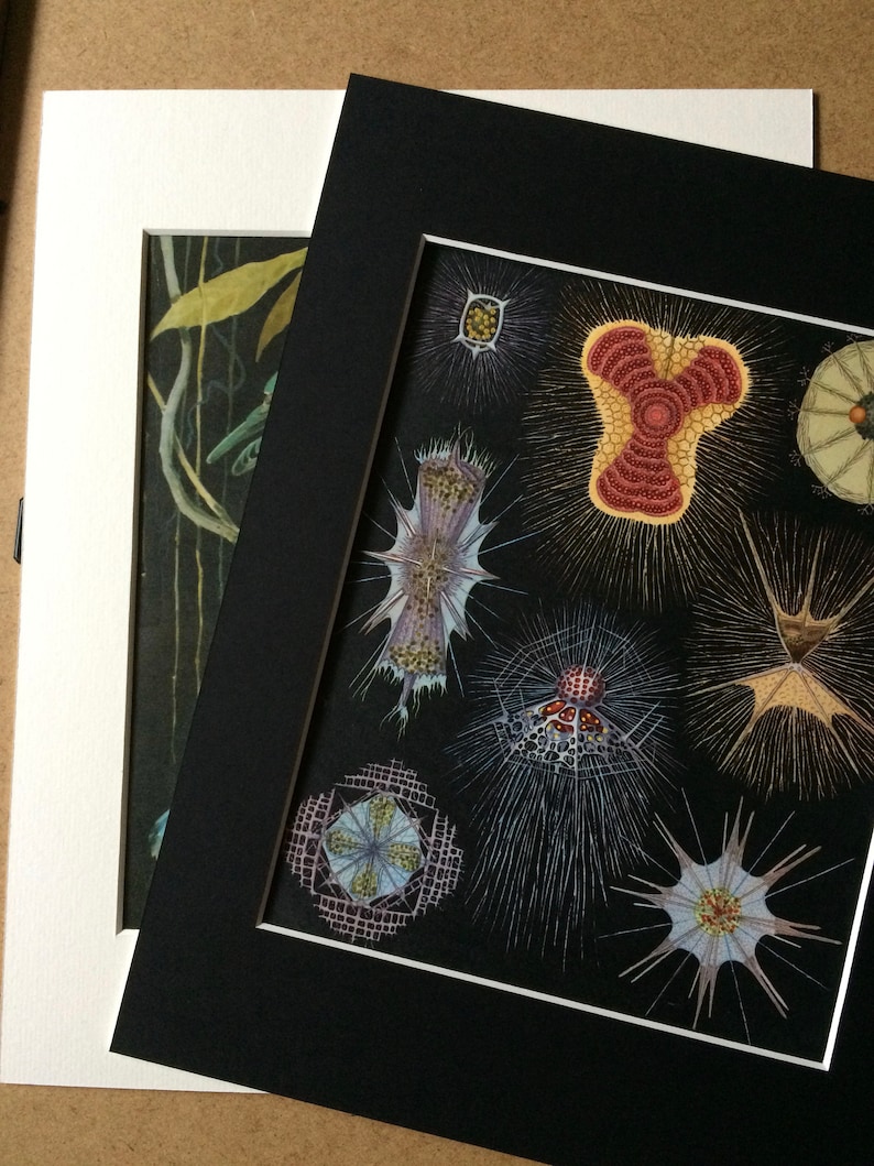 K&ouml;nnte beinhalten: Zwei gerahmte botanische Drucke. Ein Druck zeigt einen dunklen Hintergrund mit Pflanzenillustrationen. Der andere Druck, in einem schwarzen Passepartout, zeigt detaillierte Illustrationen verschiedener mikroskopischer Organismen vor schwarzem Hintergrund.