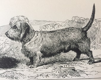 1900 Dandy Dinmount Original Vintage Dog Illustration - Animal Art - Dog Drawing - Decorative Wall Art - Matted - Framed Art - Gift Idea