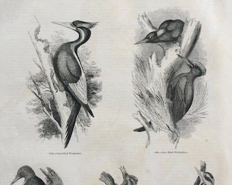 1856 Large Original Antique Bird Engraving - Woodpecker Varieties: Ivory-Biled, Great Black, Hairy, Downy, Anatomy Ornithology - Wall Decor