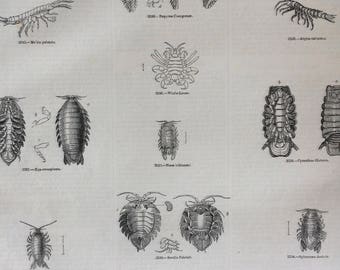 1856 Large Original Antique Insect Engraving - Organisms, Woodlouse, Microbiology - Entomology - Wall Decor