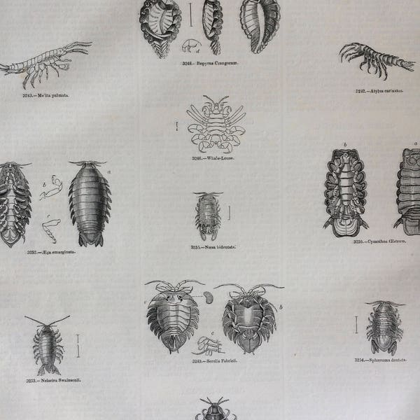 1856 Große Original Antike Insektengravur - Lebewesen, Holzlaus, Mikrobiologie - Entomologie - Wanddekoration