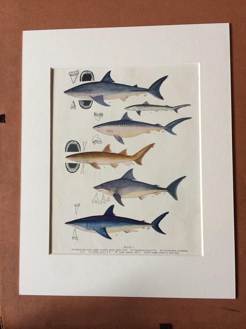 Montiert Und Verfilzt 1950 Original Vintage Hai Druck Ozean Dekor