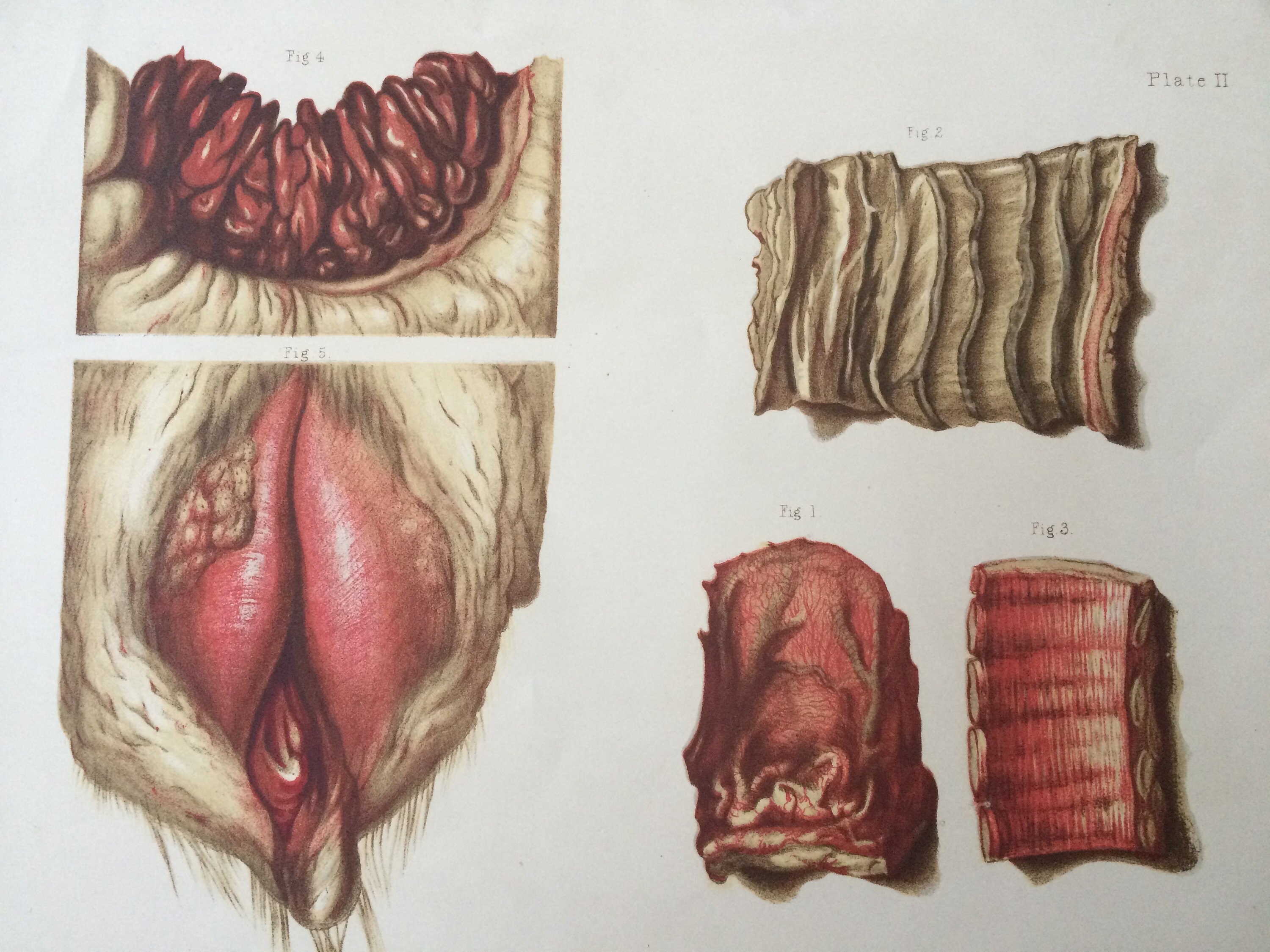 Animal Anatomy Large Original Antique Lithograph - Disease - Veterinary Science - Organs - Anatomical Decor - Scientific Vintage Print Animal Anatomy Large Original Antique Lithograph - Disease - Veterinary Science - Organs - Anatomical Decor - Scientific Vintage Print