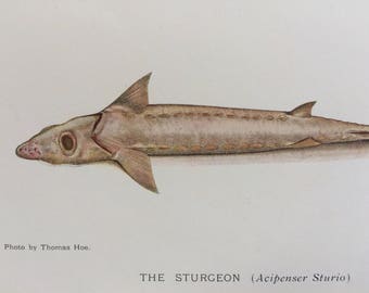 1904 Sturgeon Original Antique Matted Lithograph - Fish - Fishing - Angling - Freshwater Fish - Wall Decor