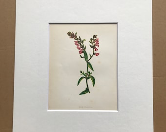 1852 Original Antique Hand-Coloured Anne Pratt Botanical Illustration - Red Bartsia - Flower - Botany - Garden - Available Framed