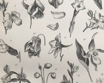 1891 Corolla Original Antique Print - Flower - Petal - Botanical Decor - Botany - Available Framed