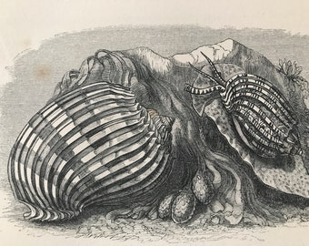1863 Little Harp Shell and Imperial Harp Shell Original Antique Print - Crustacean - Mounted and Matted - Available Framed