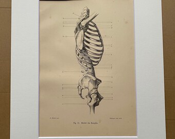 1890 Original Antique Anatomical Print - Skeleton - Bones - Anatomy - Medical Decor - Science - Mounted and Matted - Available Framed