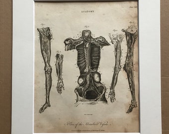1810 A View of the Absorbent Vessels Original Antique Copperplate Engraving - Anatomy - Anatomical Decor - Medical Art - Available Framed
