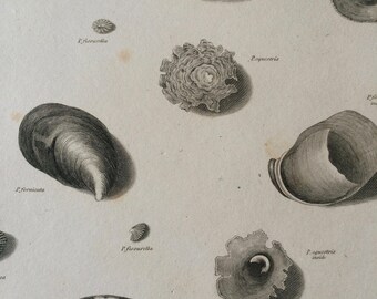 1819 Original Antique Engraving - Seashell - Shell - Conchology - Shellfish - Marine Wildlife Decor - Available Matted and Framed