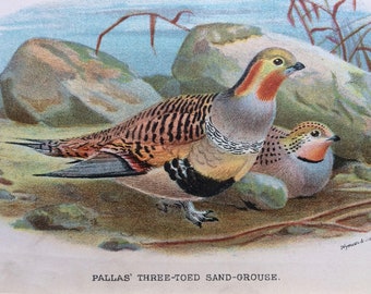 1896 Pallas' Three-Toed Sand Grouse Original Antique Chromolithograph - Game Bird - Ornithology - Mounted and Matted - Available Framed