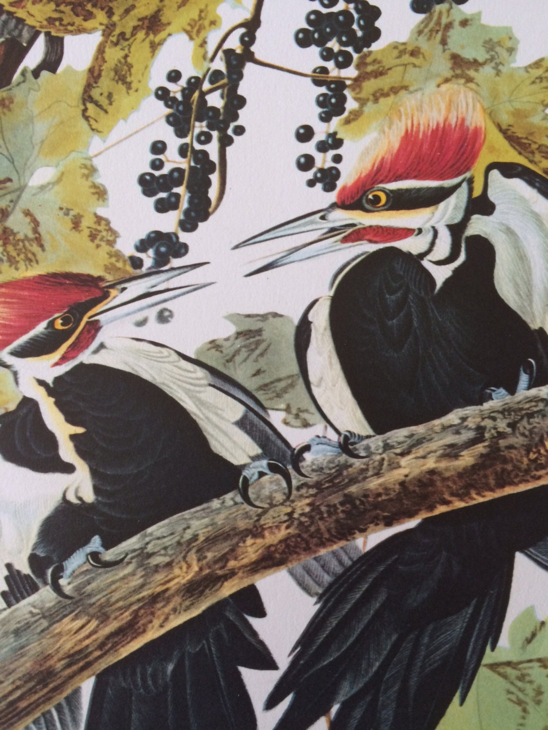 PILEATED WOODPECKER Large Original Vintage 1964 Audubon Print, 14 x 17