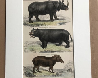 1862 Indian Rhinoceros, Hippopotamus and American Tapir Original Antique Hand Coloured Engraving - Available Mounted, Matted and Framed