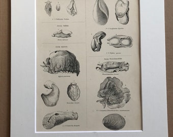 1862 Mollusca Original Antique Engraving - Available Mounted, Matted and Framed - Sea Shell - Gasteropoda - Snail - Slug - Marine Decor