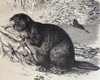 1896 Beaver Original Antique Print - Wildlife - Natural History - Mounted and Matted - Available Framed