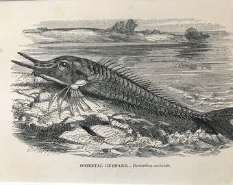 1863 Oriental Gurnard Original Antique Print - Fish Illustration - Marine Decor - Mounted and Matted - Available Framed