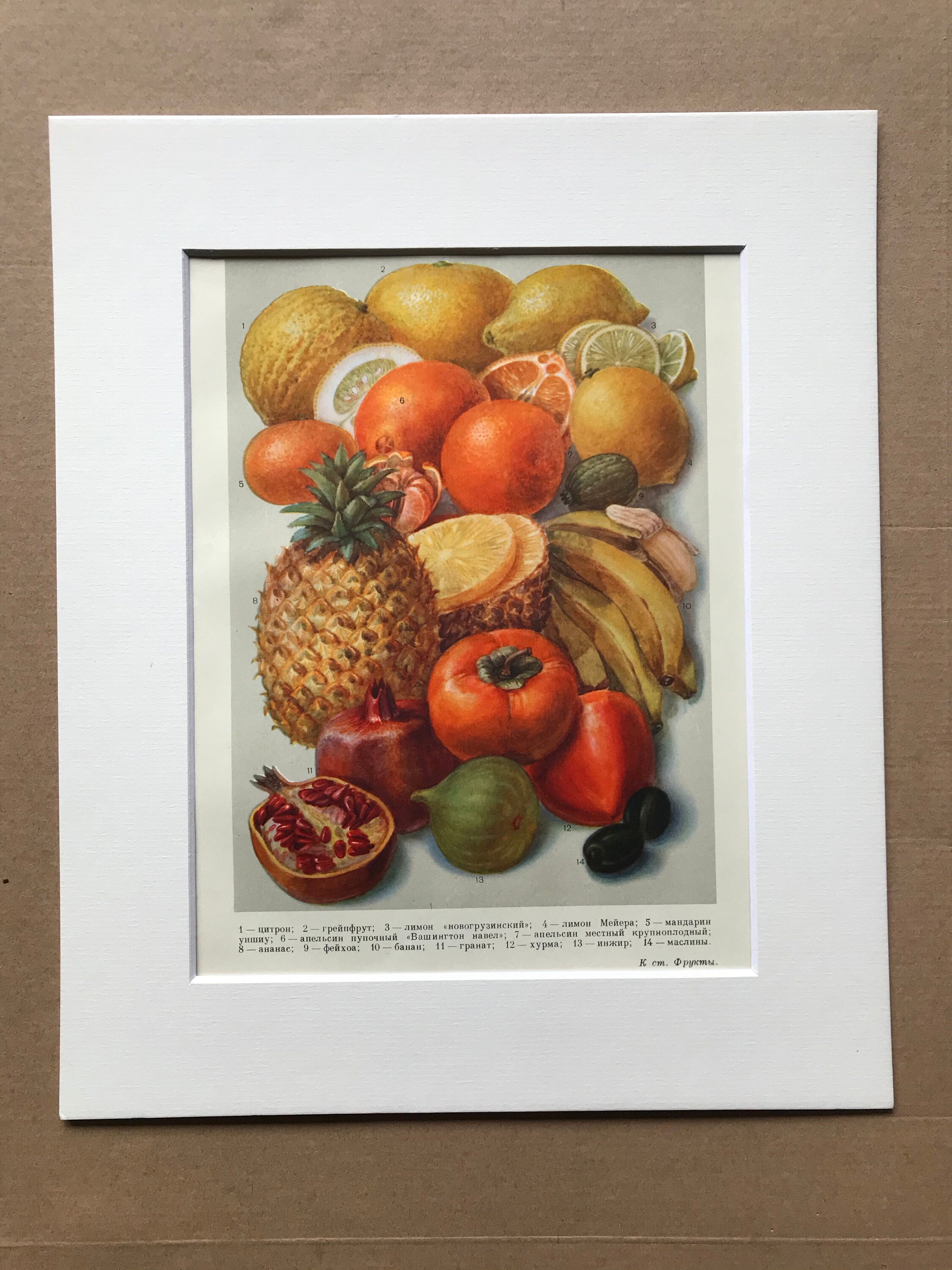 1959 Tropical Fruit Original Vintage Print Mounted and Matted Retro Wall Art Kitchen Decor