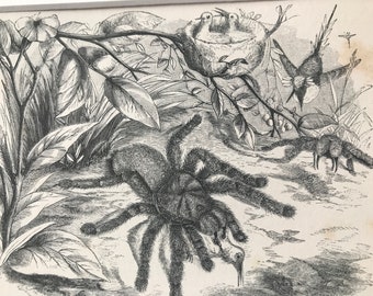 1863 Crab Spider or Matoutou Original Antique Print - Arachnida - Entomology - Insect - Mounted and Matted - Available Framed