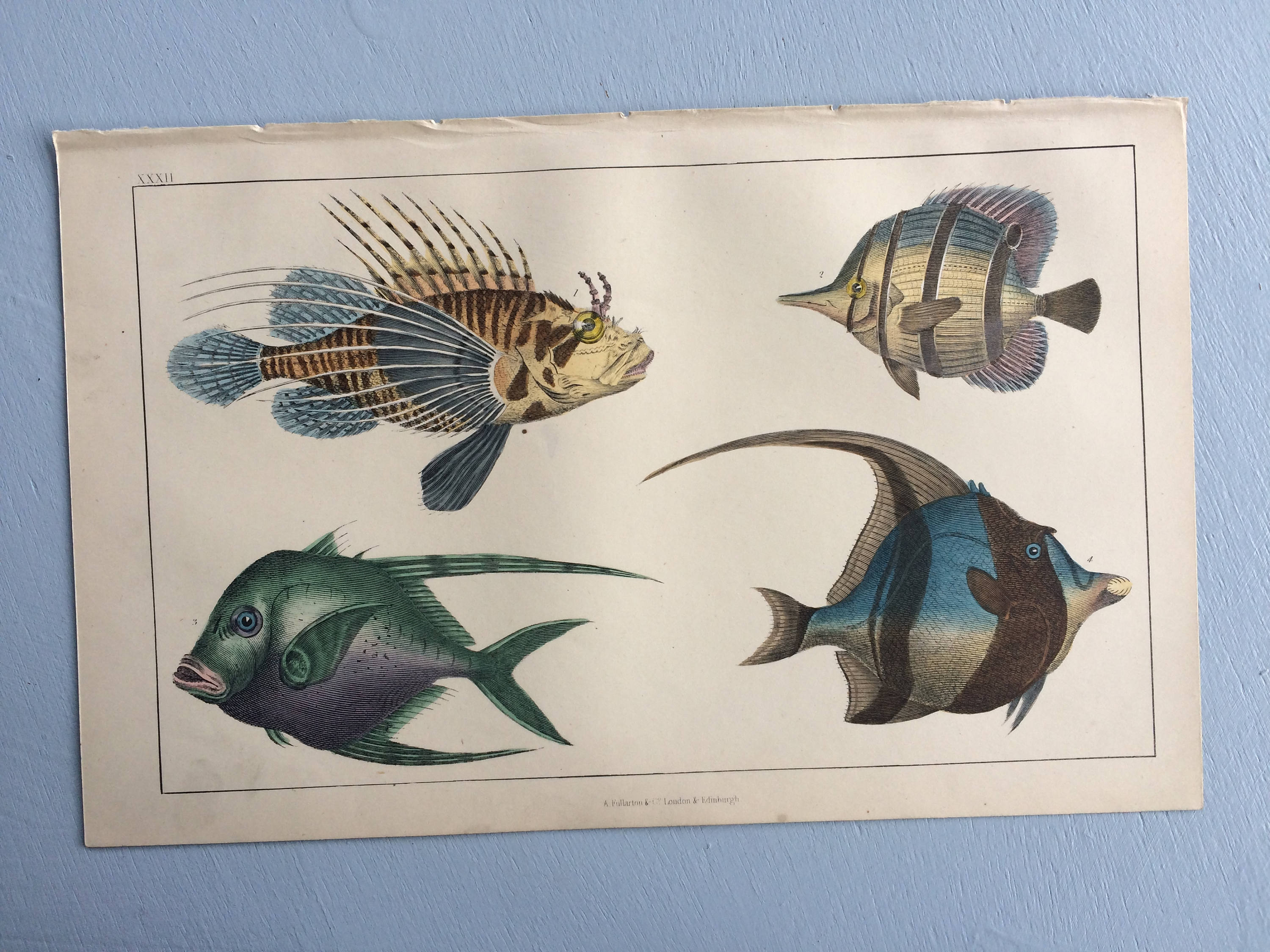 goby print Kurte Blochien underwater world fish decor vintage fish print Original antique fish print 1835 Fish engraving