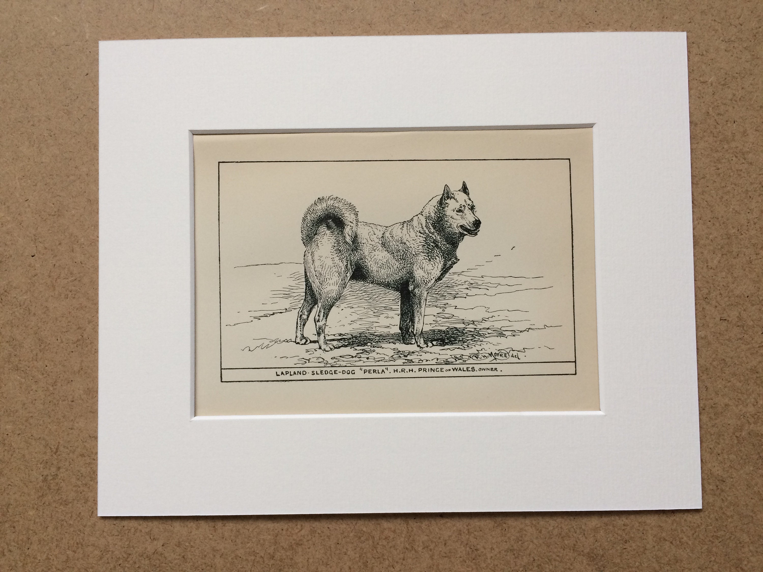 1900 Lapland Sledge Dog Original Vintage Dog Illustration Animal Art