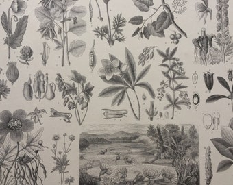 1869 Botany Large Original Antique Engraved Illustration - Botanical Art - Victoria Regia Lily, Magnolia, Flower, Plant - Mounted and Matted
