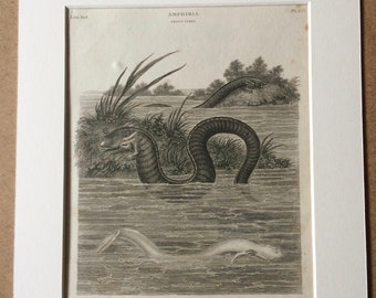 1819 Sirens Original Antique Engraving - Available Mounted and Matted - Eel Shaped Siren and Anguina Siren - Amphibian - Framed