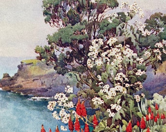 1909 Madeira - Aloes and Daisy Tree Original Antique Print - Botanical Art - Flower - Mounted and Matted - Available Framed