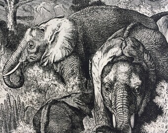 1892 African Elephant Original Antique Engraving - Wildlife - Wall Decor - matted and available framed 10 x 12 inches