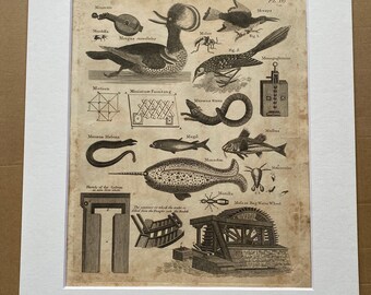 1806 Narwhal, Eel, Birds, Bog Water Wheel Original Antique Engraving - Encyclopaedia - Mounted and Matted - Available Framed