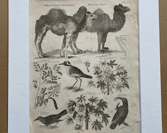 1806 Camel, Dromedary, Brazil Wood Tree, Papaw Tree Original Antique Engraving - Encyclopaedia - Mounted and Matted - Available Framed