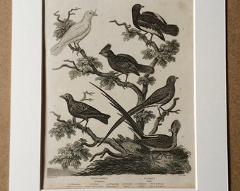 1819 Original Antique Engraving - Ornithology - Chatterer and Coly Varieties - Passeres - Vintage Bird Art - Available Matted and Framed