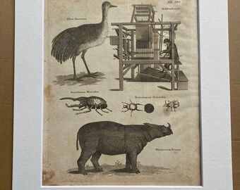 1806 Rhea Americana, Ribbon Loom, Rhinoceros, Beetle Original Antique Engraving - Encyclopaedia - Mounted and Matted - Available Framed