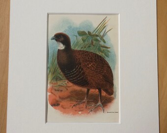 1896 Black-Breasted Partridge Original Antique Chromolithograph - Bird - Ornithology - Mounted and Matted - Available Framed