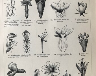1897 Flower Shapes Original Antique Print - Mounted and Matted - Botany - Botanical Decor - Country Decor - Available Framed
