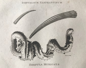 1809 Dentalium Elephantinum and Serpula Muricata Original Antique Engraving - Marine Wildlife - Ocean Decor - Available Matted and Framed