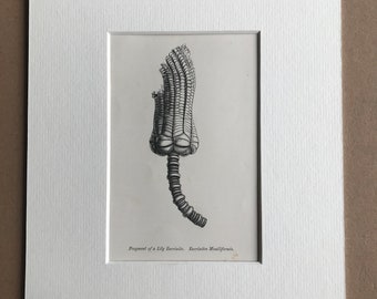 1858 Original Antique Engraving - Fragment of a Lily Encrinite. Encrinites Moniliformis - Palaeontology - Fossil - Geology