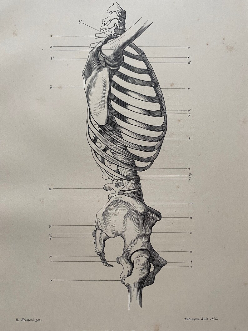 1890 Original Antique Anatomical Print - Skeleton - Bones - Anatomy ...