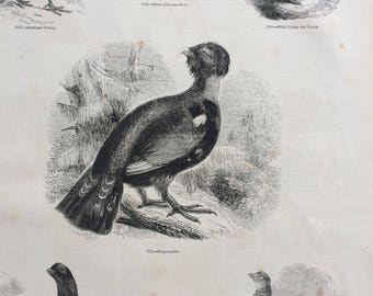 1856 Large Original Antique Bird Engraving - Honduras Turkey - Guinea-Fowl - Turkey - Capercaillie - Black Grouse - Ornithology - Wall Decor