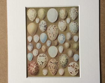 1940s Birds Eggs Original Vintage Print - Mounted and Matted - Bird - Ornithology - British Birds - Wildlife - Available Framed